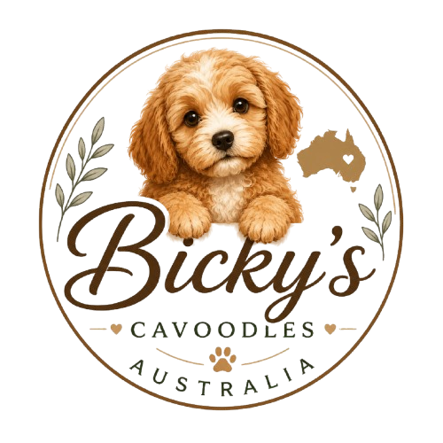 cavoodle puppies for sale​ Australia